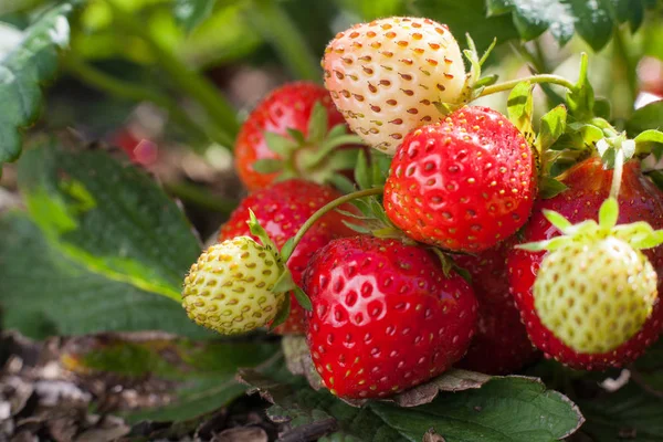 Red strawberry and unripe white fruits on a strawberry bush growing on a bed with green leaves