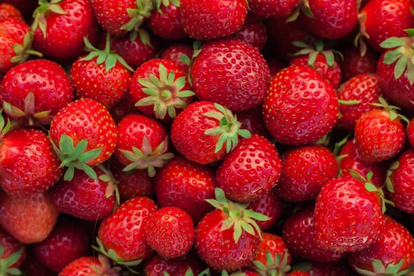 红色成熟的草莓 绿色的尾巴 — 图库照片