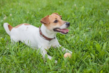 Bir jack Russell terrier köpek kahverengi tasma içinde yeşil çimenlerin üzerinde küçük bir sarı top ile yatıyor.