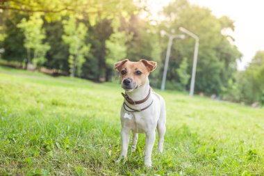 Jack Russell Terrier köpek yaka park yeşil çimenlerin üzerinde duruyor