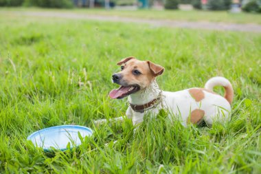 Köpek doğurmak jack russell terrier kahverengi tasma içinde yeşil çimenlerin üzerinde mavi bir frizbi ile yatıyor.