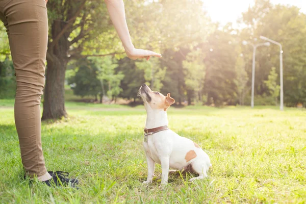 Ein Mann Gibt Kommandos Einen Hunderasse Jack Russel Terrier Der — Stockfoto