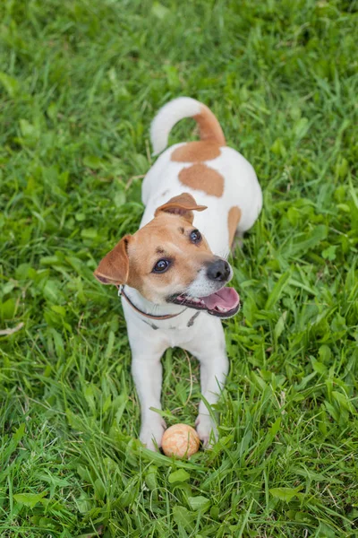 Gato Russell Terrier Perro Collar Marrón Encuentra Una Hierba Verde — Foto de Stock