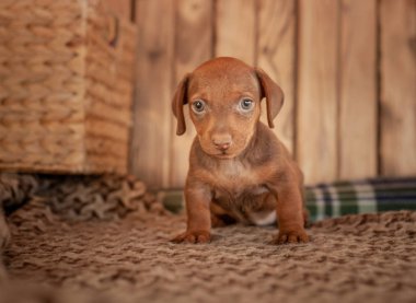 Köpek yavrusu dachshund kahverengi renk ahşap bir duvara bir hasır sepet yanında desenli bir yorgan üzerinde duruyor