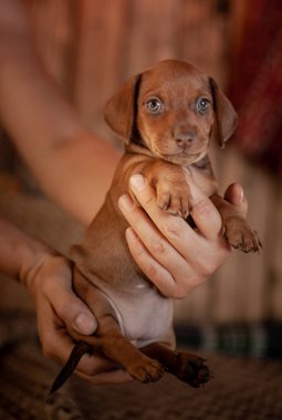 Köpek yavrusu dachshund kahverengi renk ahşap duvar arka plan üzerinde bir adamın ellerinde tutan