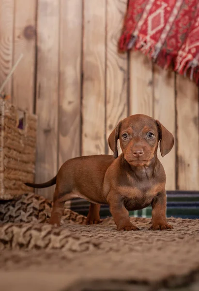 Dachshund Filhote Cachorro Cor Marrom Fica Coverlet Com Padrão Lado — Fotografia de Stock