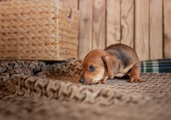 Köpek Yavrusu Dachshund Kahverengi Renk Ahşap Bir Duvara Bir Hasır — Stok fotoğraf