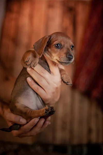 Köpek Yavrusu Dachshund Kahverengi Renk Ahşap Duvar Arka Plan Üzerinde — Stok fotoğraf