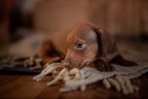 Köpek Yavrusu Dachshund Kahverengi Renk Ahşap Bir Duvara Bir Hasır — Stok fotoğraf