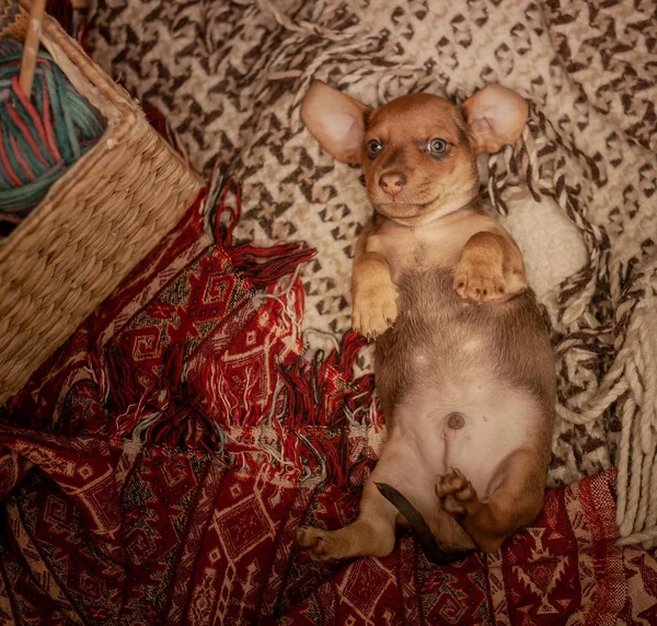 The puppy of a brown dachshund lies on its back on a veil of red and beige color with patterns, next to a wicker basket with thread for knitting