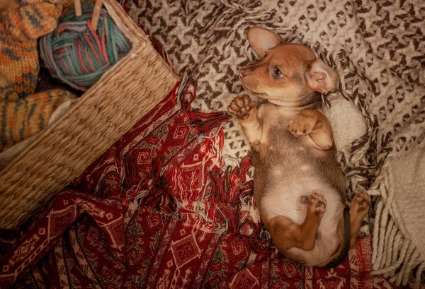 The puppy of a brown dachshund lies on its back on a veil of red and beige color with patterns, next to a wicker basket with thread for knitting