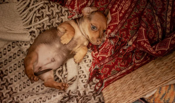 The puppy of a brown dachshund lies on its back on a veil of red and beige color with patterns, next to a wicker basket with thread for knitting