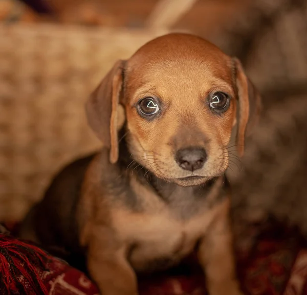 Dachshund Filhote Cachorro Cor Marrom Senta Uma Planície Cor Vermelha — Fotografia de Stock