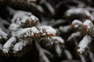 Yeşil iğne ile Ladin dallarında kar ile toz