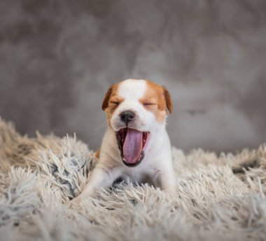 Jack Russell terrier köpek yavrusu gözleri kapalı esner ve gri arka plan üzerinde hafif bir havlu kumaş üzerinde duruyor