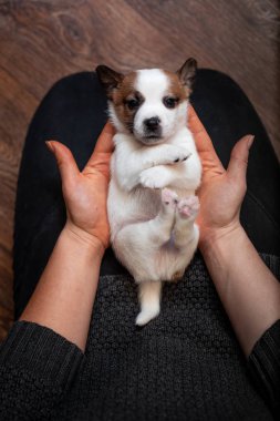 Bir kızın elinde sırtında yalan Jack Russell Terrier köpek yavrusu