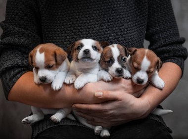 Dört yavru doğurmak Jack Russell Terrier gri bir arka plan üzerinde bir kazaklı kızın ellerinde oturuyorsun