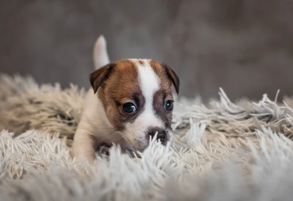 Jack Russell Terrier Puppy Spots Muzzle Stands Terry Rug White — Stock Photo, Image