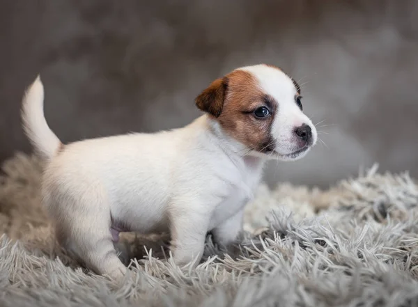 Jack Russell Terrier Puppy Spots Muzzle Stands Terry Rug White — Stock Photo, Image