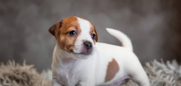 Jack Russell Terrier Puppy Spots Muzzle Stands Terry Rug White — Stock Photo, Image