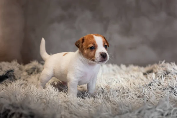 Cachorrinho Jack Russell Terrier Com Manchas Focinho Fica Tapete Terry — Fotografia de Stock