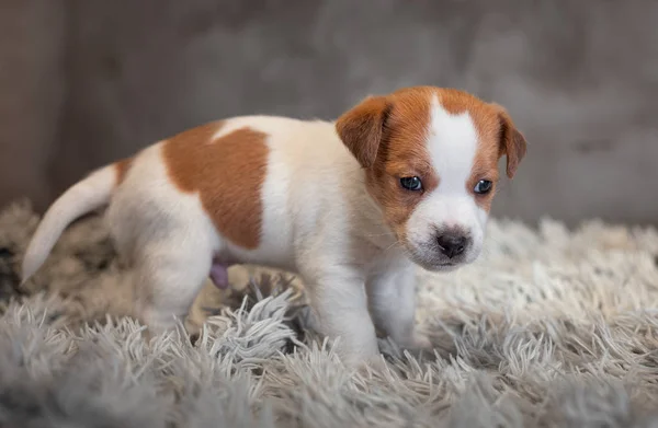 Jack Russell Terrier Welpe Mit Flecken Auf Der Schnauze Steht — Stockfoto