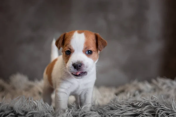 Jack Russell Terrier Welpe Mit Flecken Auf Der Schnauze Steht — Stockfoto