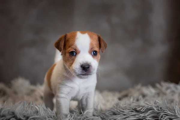 Jack Russell Terrier Puppy Spots Muzzle Stands Terry Rug White — Stock Photo, Image