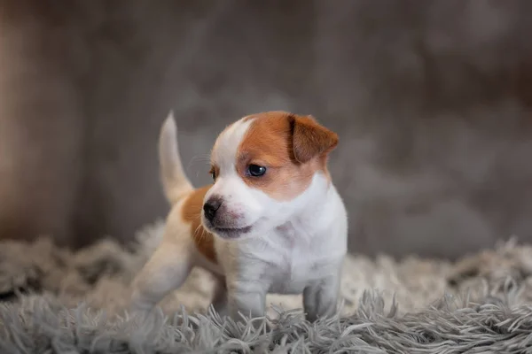 Chiot Jack Russell Terrier Avec Des Taches Sur Museau Tient — Photo