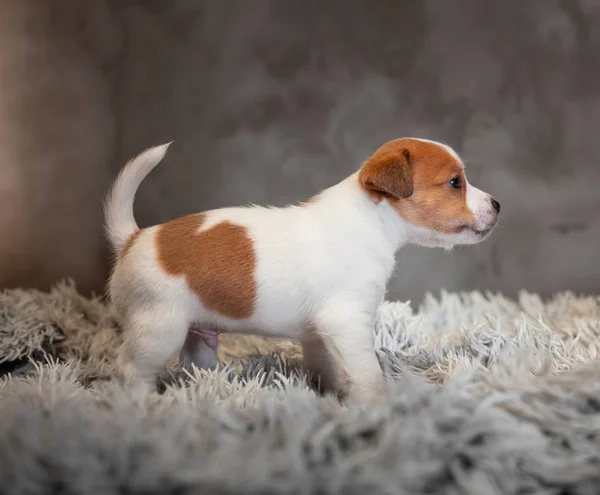 Jack Russell Terriër Pup Met Vlekken Snuit Staat Een Terry — Stockfoto