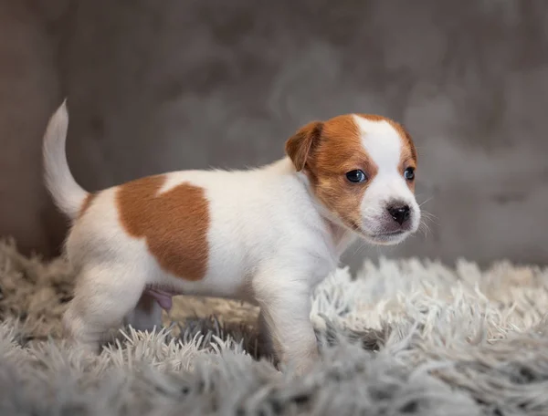 Jack Russell Terrier Puppy Spots Muzzle Stands Terry Rug White — Stock Photo, Image