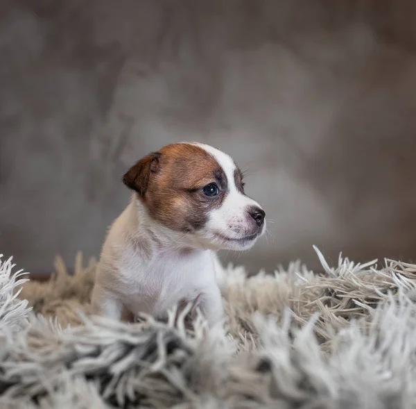 Jack Russell Terrier Cucciolo Con Macchie Sul Viso Seduto Tappeto — Foto Stock