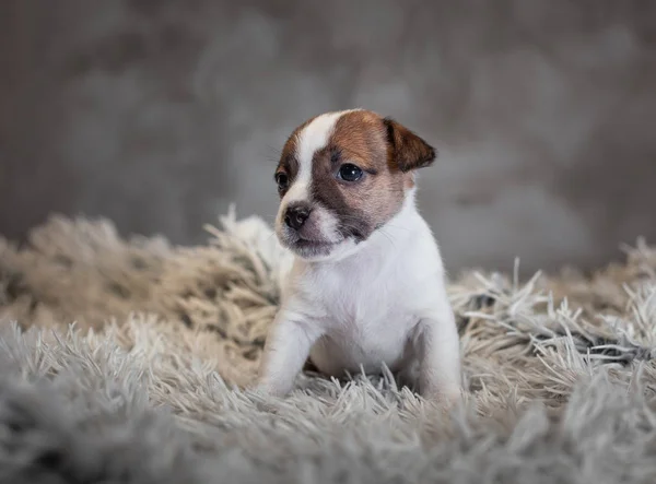 Jack Russell Terriër Pup Met Vlekken Het Gezicht Zittend Een — Stockfoto