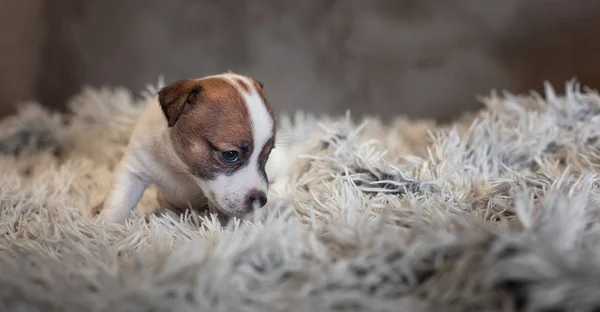 Jack Russell Terrier puppy with spots on the face, sitting on a terry carpet with a white nap on a gray background