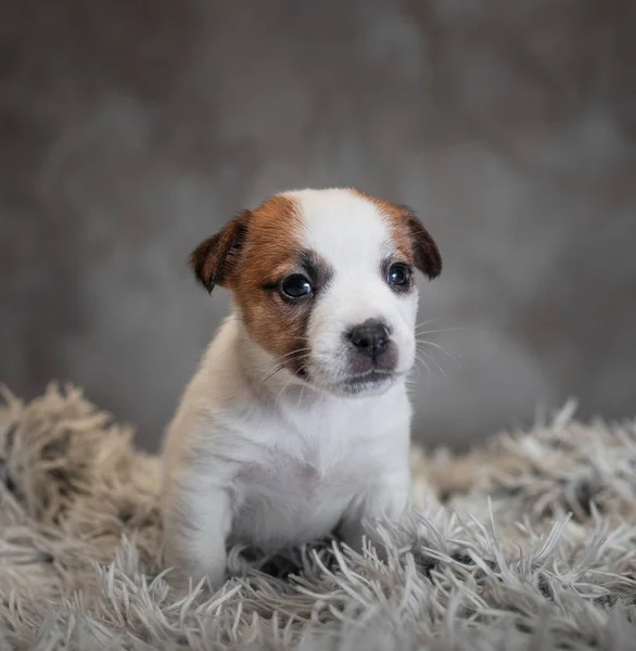 Jack Russell Terrier Puppy Spots Face Sitting Terry Carpet White — Stock Photo, Image