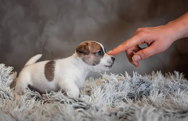 Köpek Doğurmak Jack Russell Terrier Yavrusu Beyaz Terry Battaniye Var — Stok fotoğraf