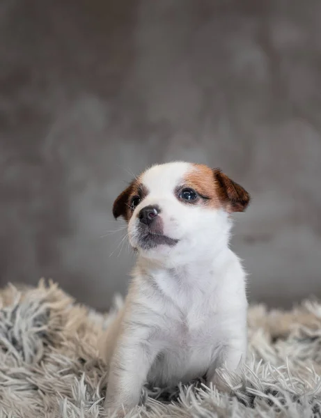 Jack Russell Terrier Cucciolo Con Macchie Sul Viso Seduto Tappeto — Foto Stock