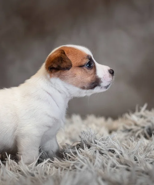 Jack Russell Terrier Puppy Spots Face Sitting Terry Carpet White — Stock Photo, Image