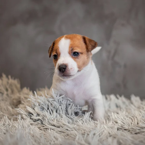 Jack Russell Terrier Puppy Spots Face Sitting Terry Carpet White — Stock Photo, Image