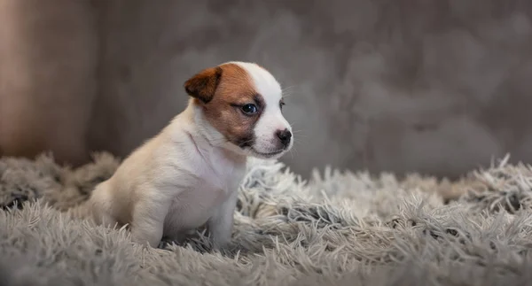 Jack Russell Terrier Cucciolo Con Macchie Sul Viso Seduto Tappeto — Foto Stock