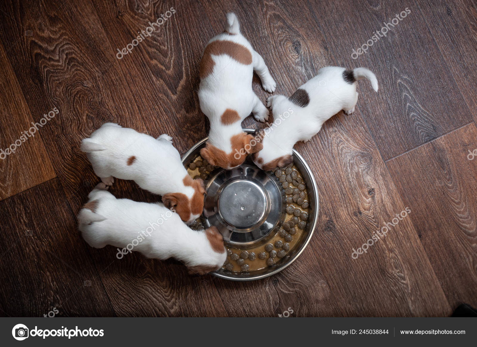 Four Puppies Breed Jack Russell Terrier Brown Spots Eat Together