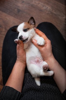 Bir kızın elinde sırtında yalan Jack Russell Terrier köpek yavrusu