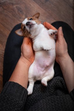 Bir kızın elinde sırtında yalan Jack Russell Terrier köpek yavrusu
