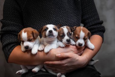 Dört yavru doğurmak Jack Russell Terrier bir kız ellerini üstüne oturuyor