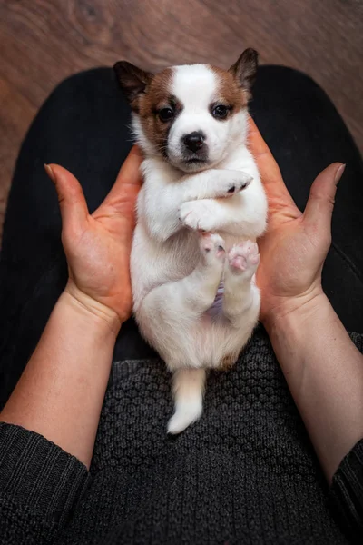 Jack Russell Terrier Cachorro Deitado Costas Nas Mãos Uma Menina — Fotografia de Stock