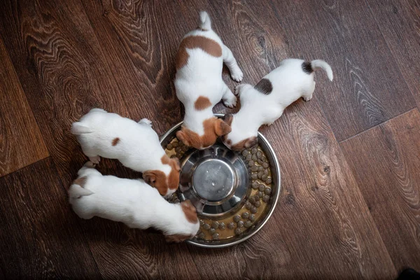 Four puppies of breed Jack Russell Terrier with brown spots eat together from a bowl on a wooden floor