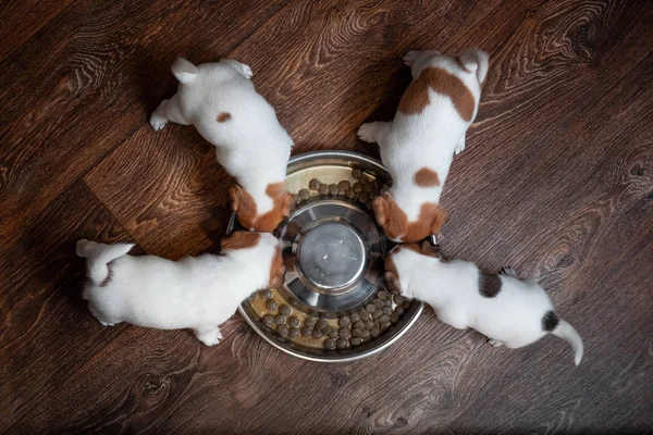 Four puppies of breed Jack Russell Terrier with brown spots eat together from a bowl on a wooden floor