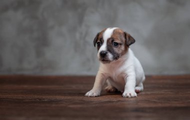 Gri bir duvara bir ahşap zemin üzerinde oturan yüzü kahverengi lekeler ile Jack Russell Terrier köpek yavrusu.
