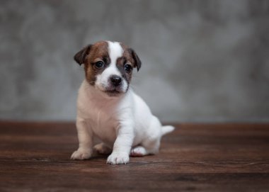 Gri bir duvara bir ahşap zemin üzerinde oturan yüzü kahverengi lekeler ile Jack Russell Terrier köpek yavrusu.