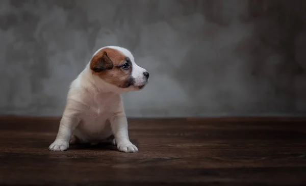 Jack Russell Terrier Welpe Mit Braunen Flecken Gesicht Sitzt Auf — Stockfoto